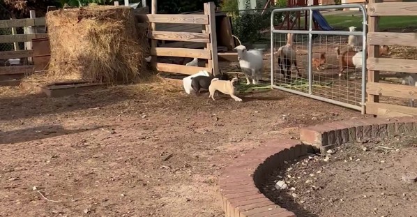 Frenchie Herding Sheep and Goats