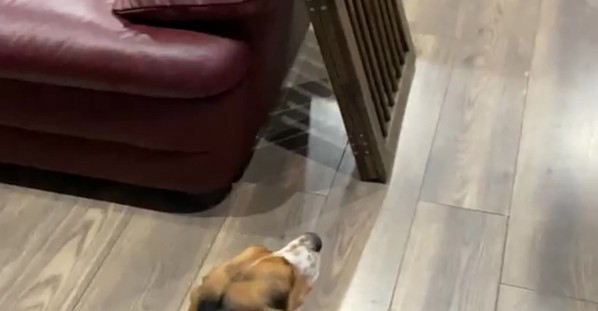 My Rabbit Really Thinks He's a Dog