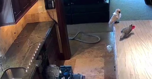 Security Camera Catches Naughty Parrot Breaking a Glass