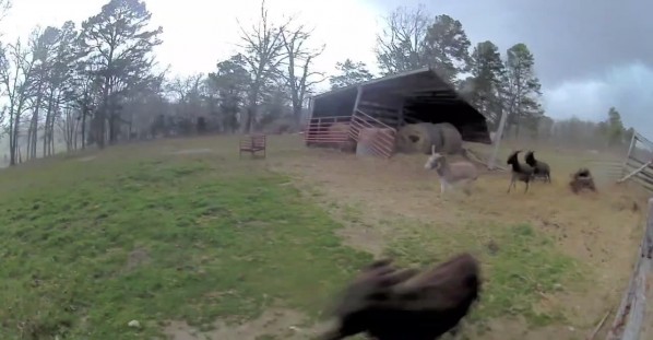 Tornado Destroys Donkey Shelter