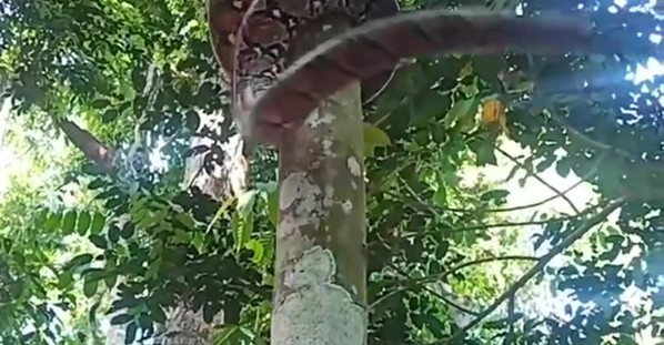 Large Snake Climbing a Tree