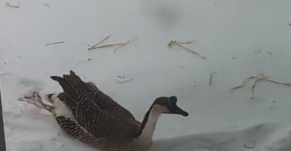 Goose Swimming In Snow