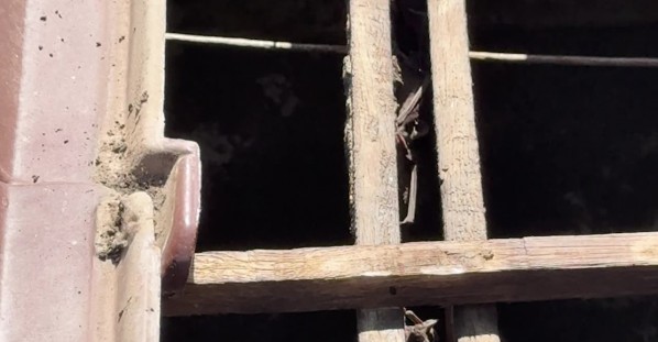 Bats Roost Among Wooden Roof Beams