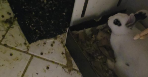 Mom Finds Hidden Rabbits In Bathroom Closet