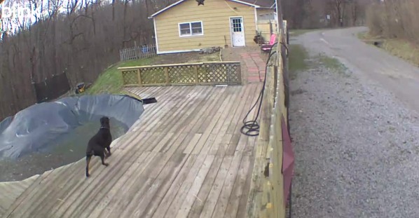 Rottweiler Has Near Miss With Trampoline During Windstorm