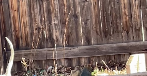Squirrel with a Squeaky Dog Toy