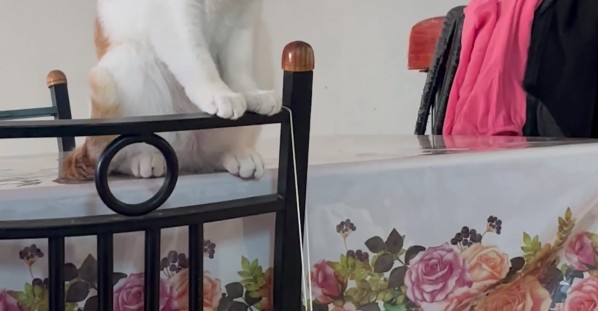 Orange Kitten Snaps Rubber Band at His Sister