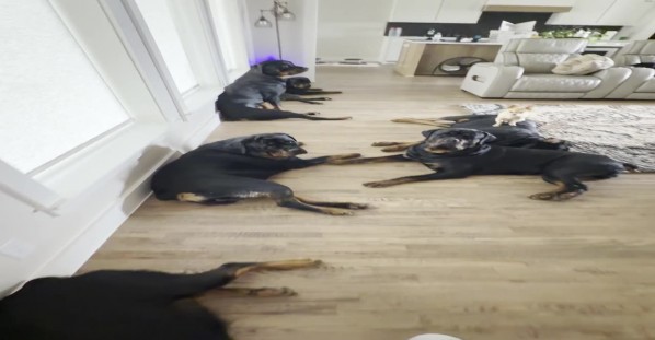 Rottweilers in the House