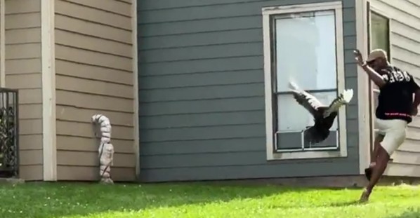 A Mother Duck Chasing My Husband