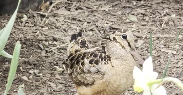 American Woodcock Escapes Aggressive Rat