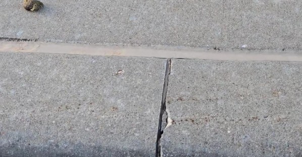 Ducklings Needed a Helping Hand