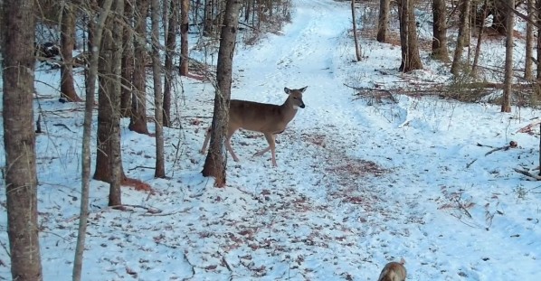 Fox Caught Trailing Deer Herd