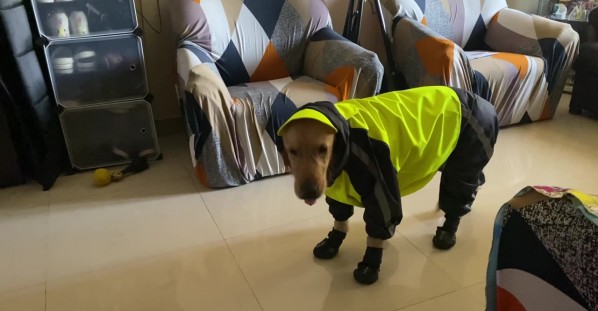 Golden Gets Suited For Rainy Walk