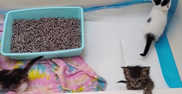 Tiny Trouble: Kittens in Temporary Containment Goofing Around