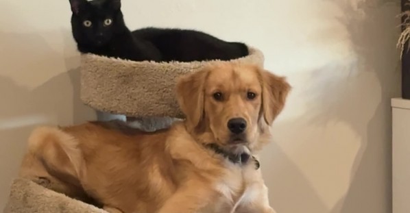 Dog Fully Believes He’s a Cat