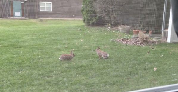 Funny Bunnies in the Backyard