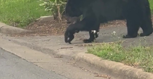 Mama Bear Carries Cub Across the Street