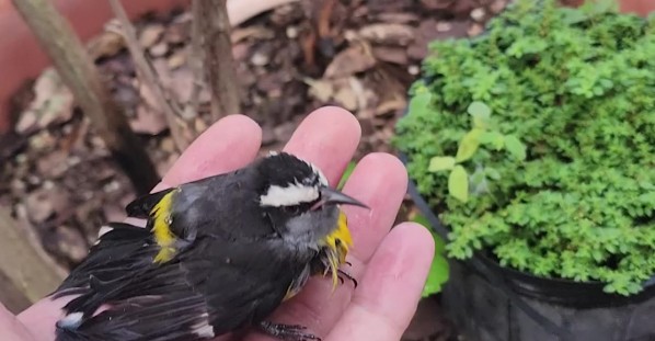 Helping a Bird After It Was Attacked