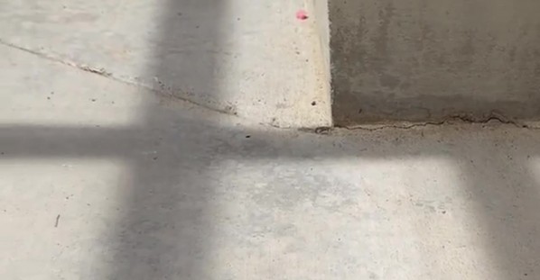 Cats Calmly Interact With Fledgling Bird in Backyard