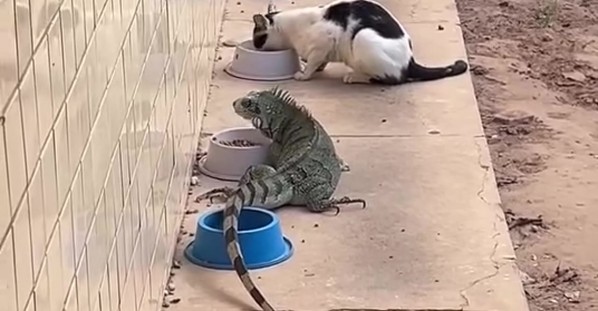 Iguana Joins in on Cat Feeding Time