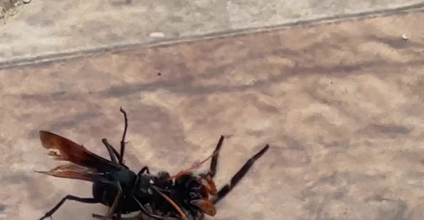 Wasp vs Spider