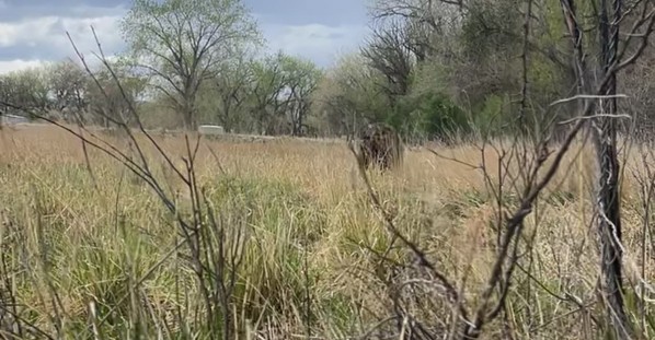 Bear Runs at Turkey Hunters