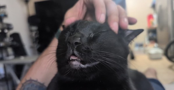 Void Cat In Head Scratch Heaven