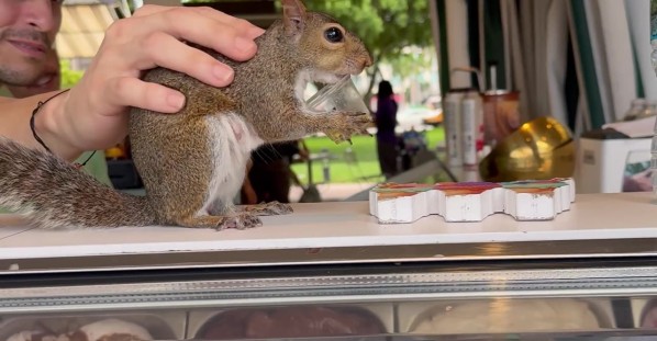 Squirrel in Miami Eating at an Ice Cream Shop