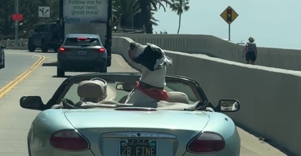 Massive Great Dane Catches the Ocean Breeze in a Vintage Jaguar