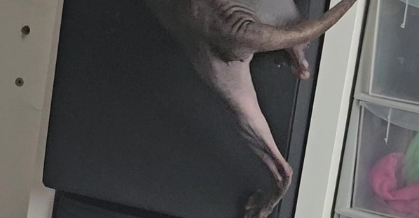 Cat Gets His Belly Stuck Climbing Into Box