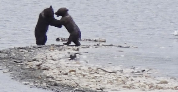 Un-Bear-Ably Cute Wrestling Match Between Siblings