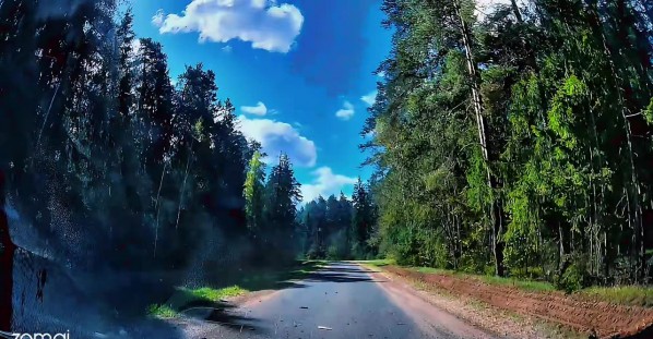 Large Pine Tree Falls Right in Front of Moving Vehicle