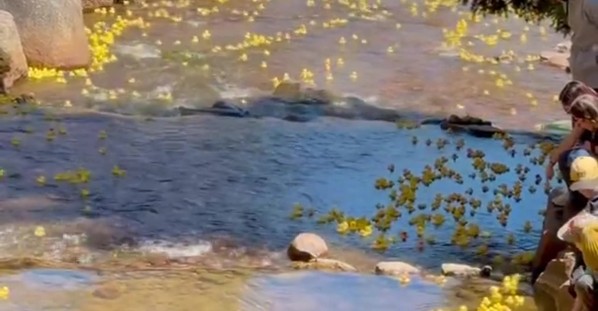 5000 Rubber Ducks Race for $10,000 Prize