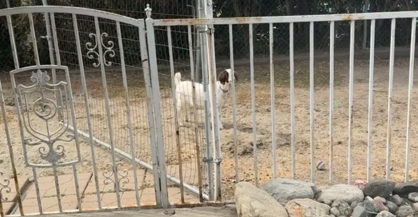 Goat And Horse Play Loud Game Of Tag