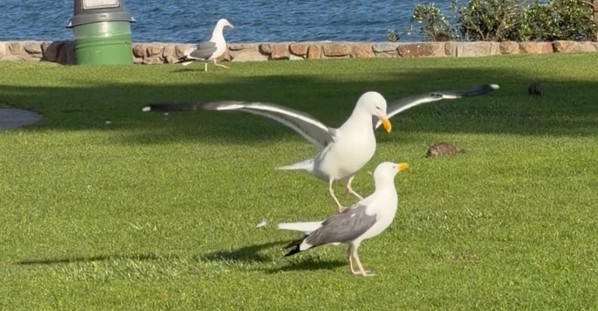 Is That a Horse or a Bird?