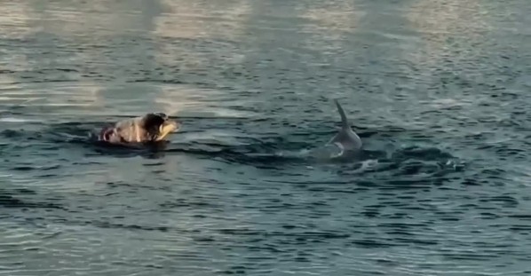 Dog Loves Swimming With Dolphins