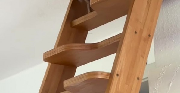Chihuahua Climbs Steep Stairs