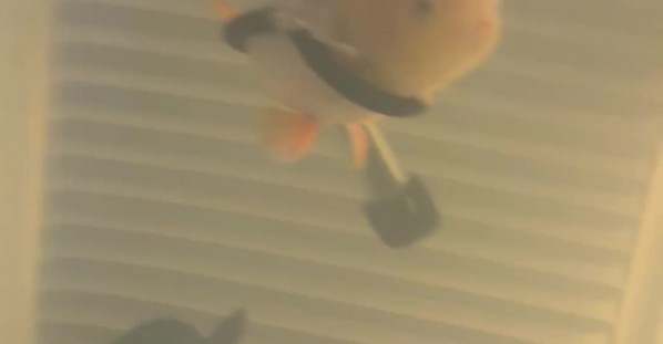 Mr. Sue Enjoying Snacks in His Floaty
