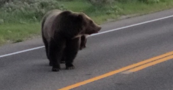 Triplet Grizzly Bear Cubs In Grand Teton