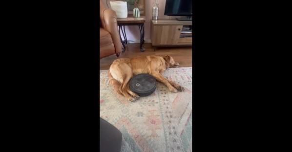 Unbothered Pup Just Wants to Lay Down