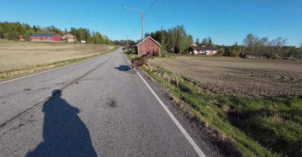Moose Slips and Then Runs Off