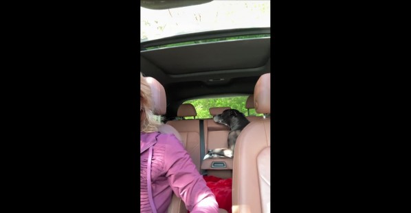 Smart Pup Braces Himself During Car Ride