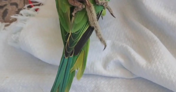 Baby Squirrel Rides on Parrot's Back