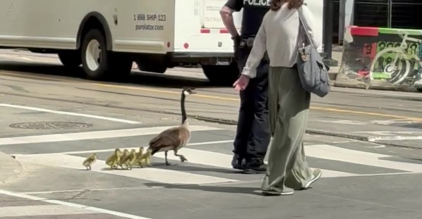 Police Escorting Geese Across a Busy Toronto Intersection
