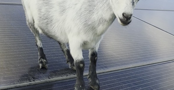 Silly Goat Tap Dancing on Solar Panels Won't Listen