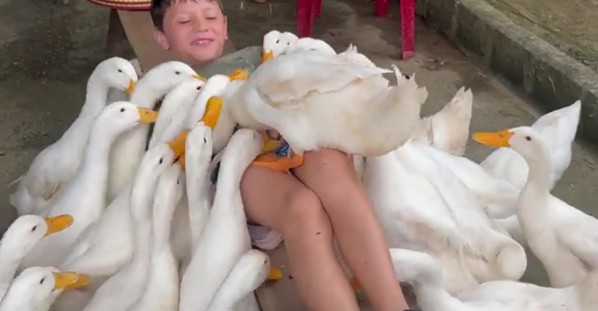 American Kid Becomes “Duck Leader for a Day” at Vietnamese Farm