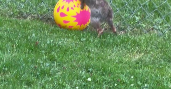 Bunny Plays With Ball