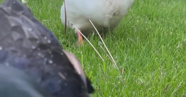 Nightly Peas With Waddling Ducks