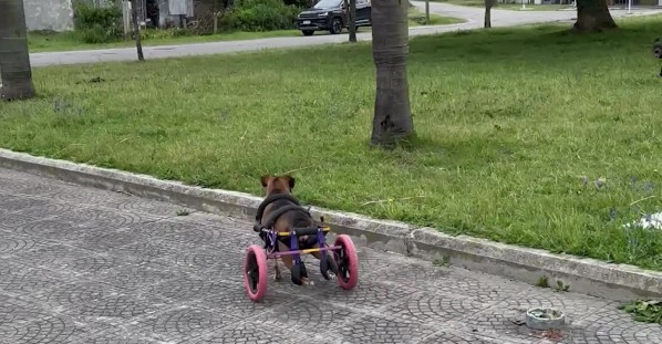 Running Dog In Wheelchair Tumbles Over Curb