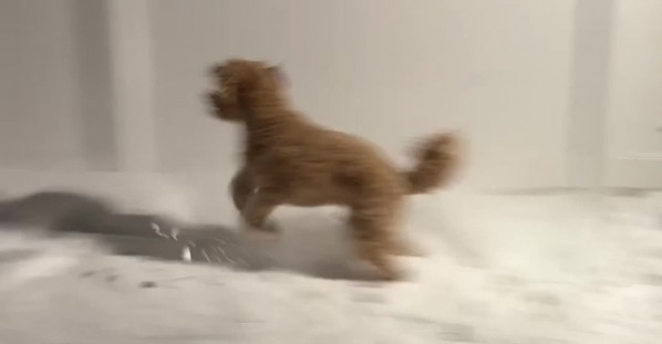 Dog Wants To Run Around In Late-Night Snowstorm